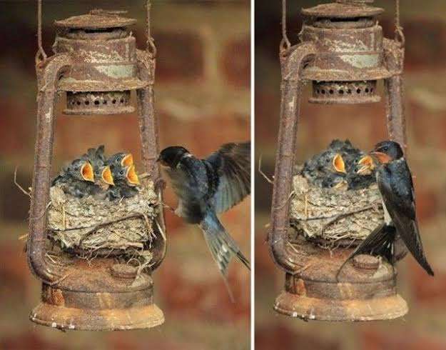 動物の親子の画像