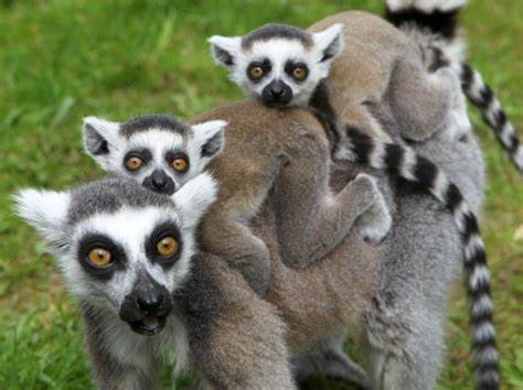 動物の親子の画像