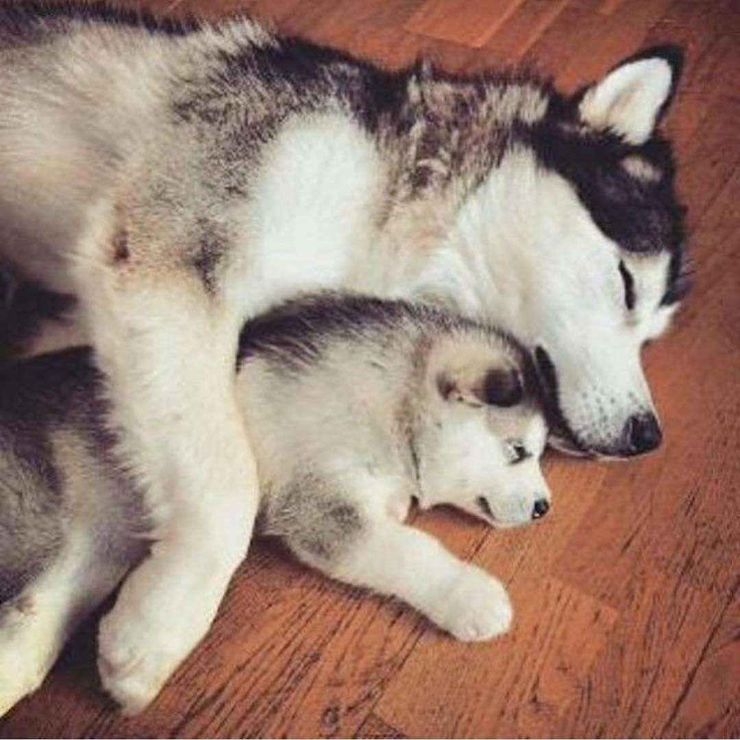 動物の親子の画像