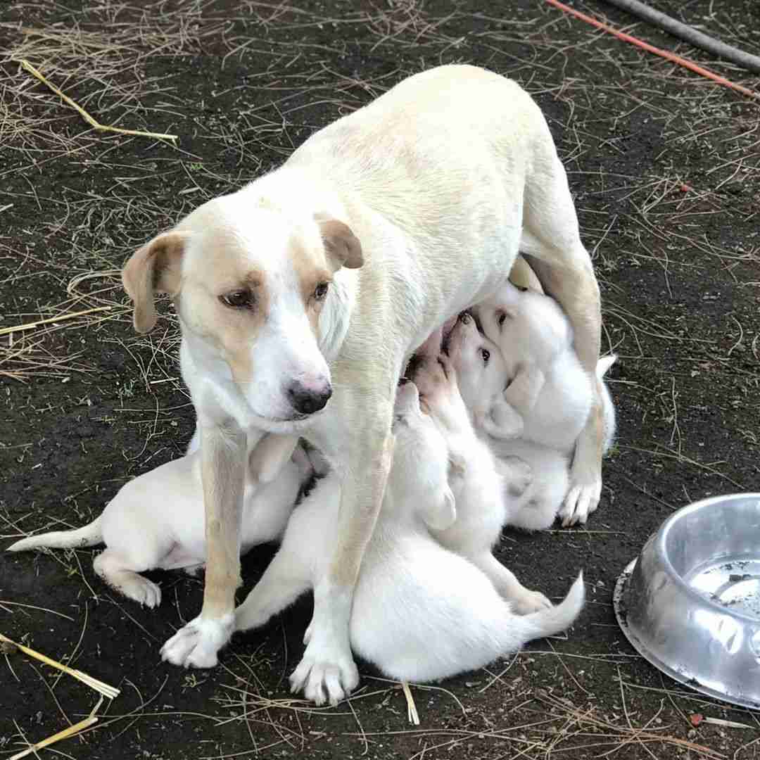 動物の親子の画像