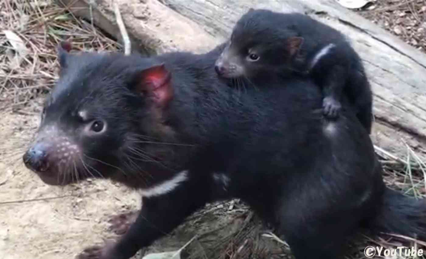 動物の親子の画像