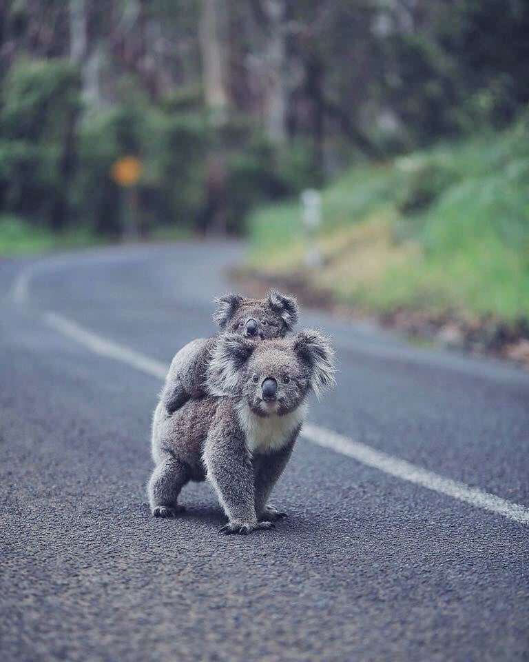 動物の親子の画像