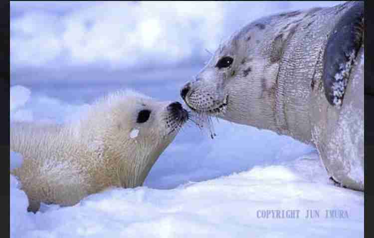 動物の親子の画像