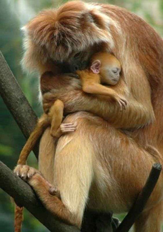 動物の親子の画像