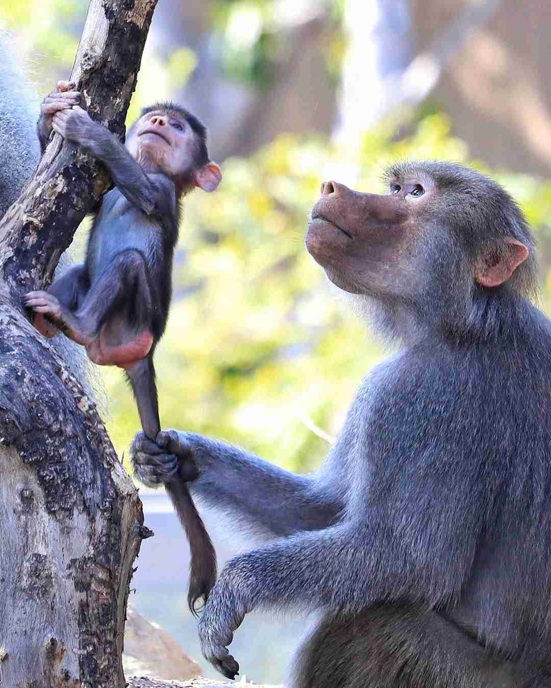 動物の親子の画像