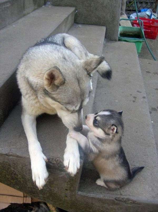 動物の親子の画像