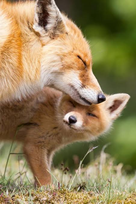 動物の親子の画像