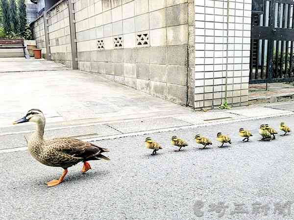 動物の親子の画像