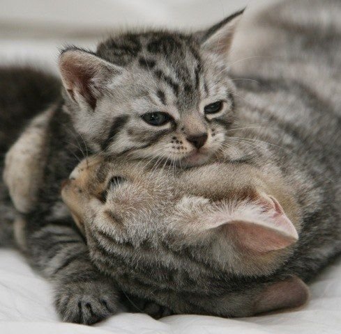 動物の親子の画像