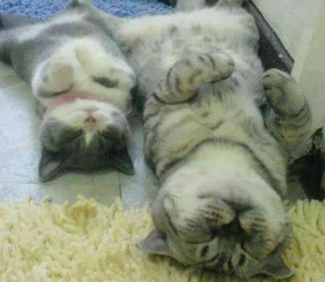動物の親子の画像