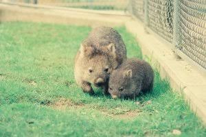 動物の親子の画像