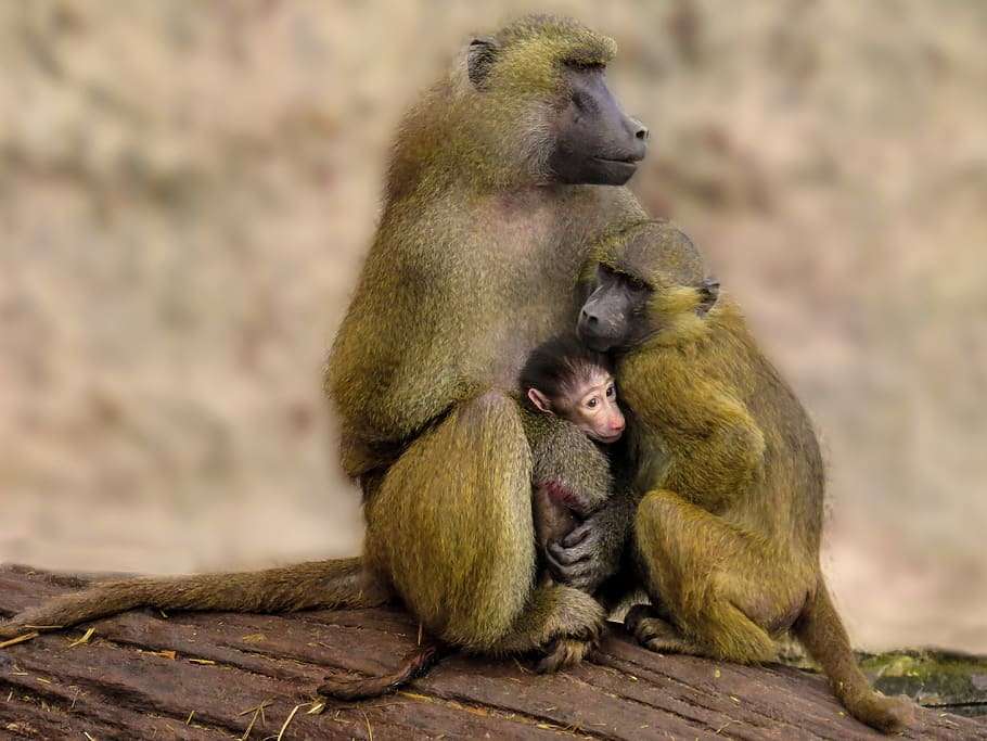 動物の親子の画像