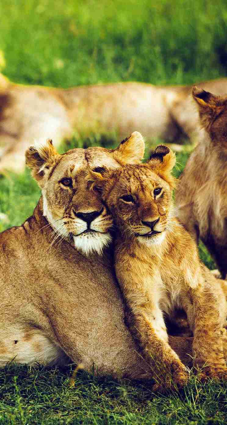 動物の親子の画像