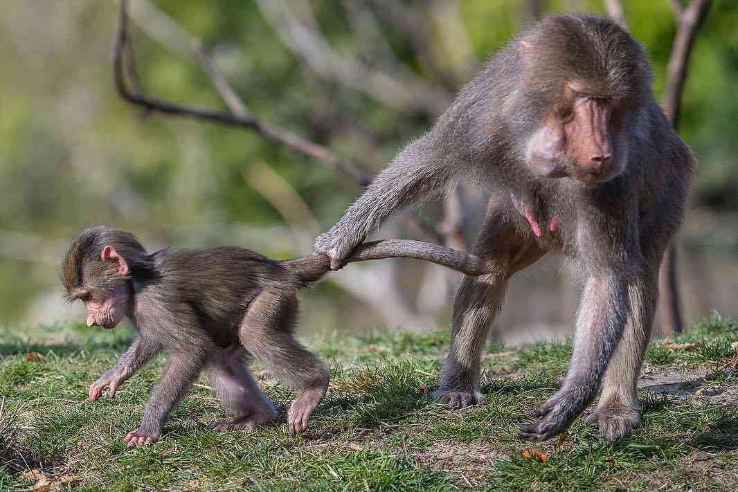 動物の親子の画像