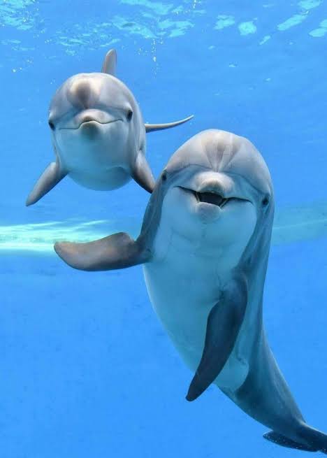 動物の親子の画像