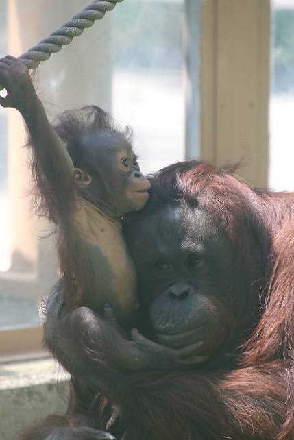 動物の親子の画像