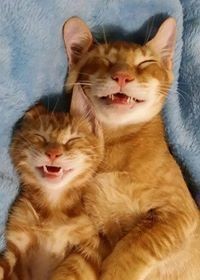 動物の親子の画像
