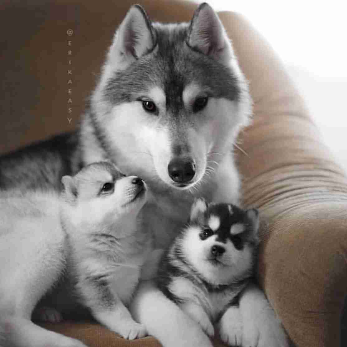 動物の親子の画像