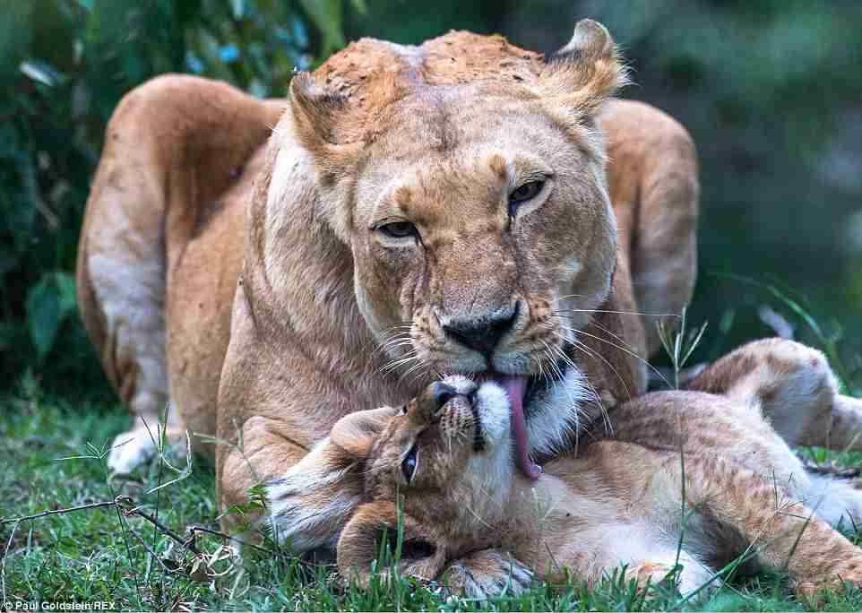 動物の親子の画像