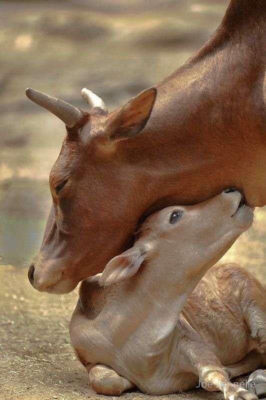 動物の親子の画像