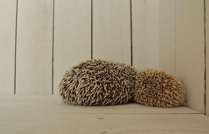 動物の親子の画像