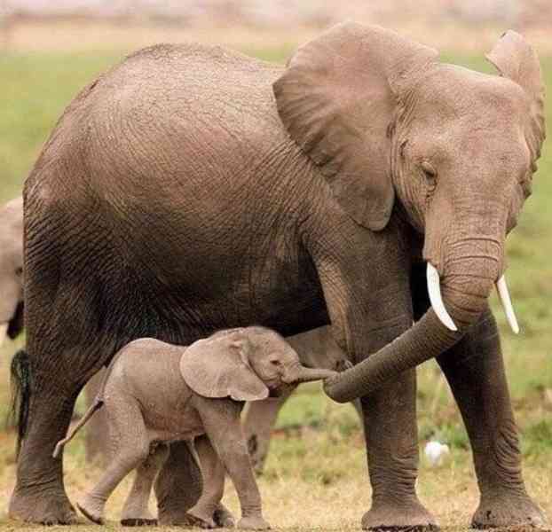 動物の親子の画像