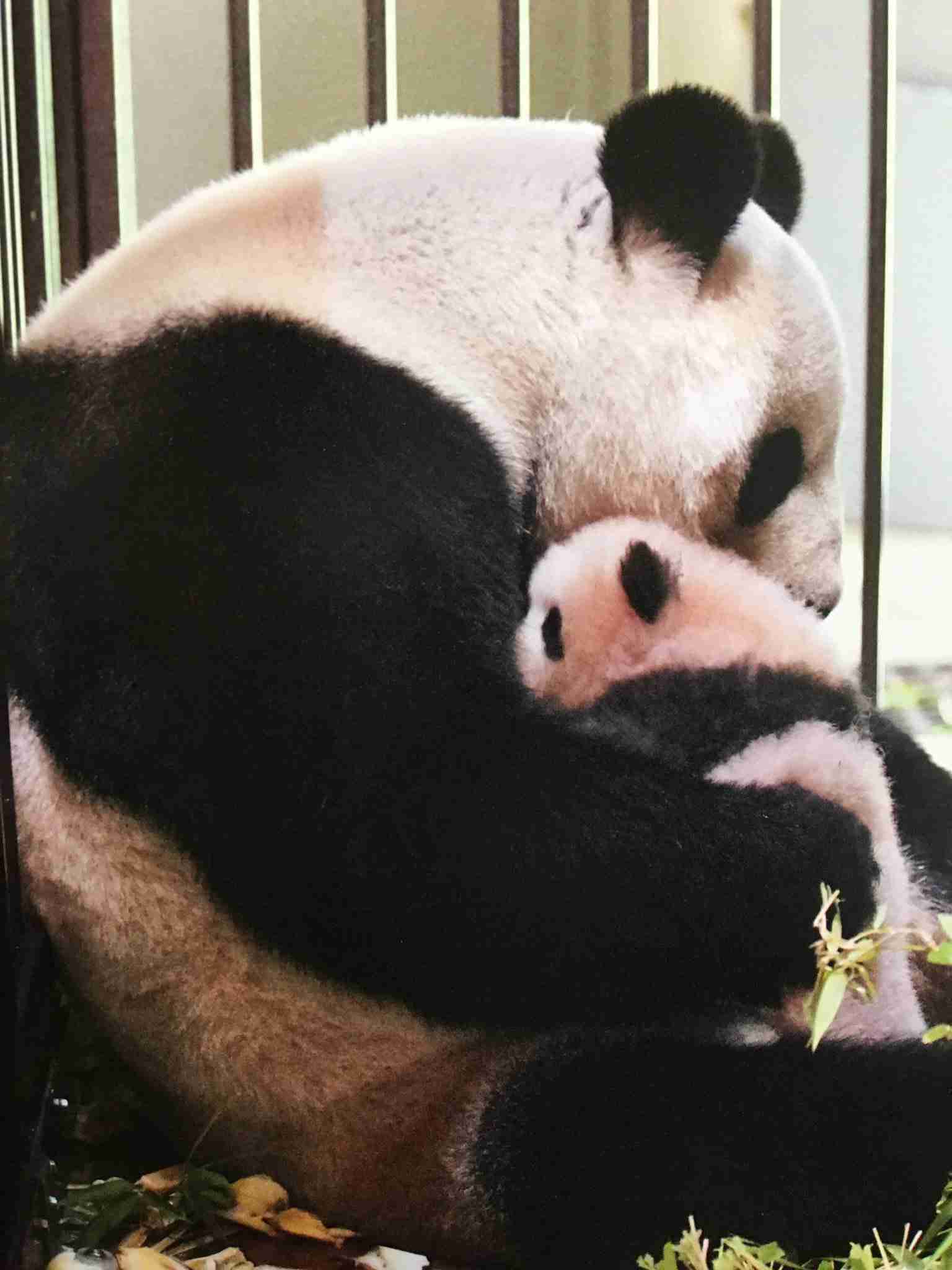 動物の親子の画像