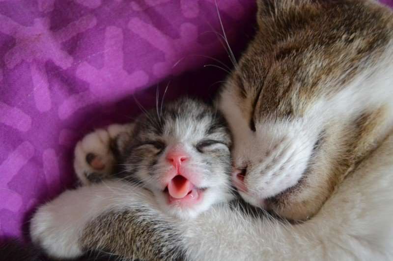 動物の親子の画像