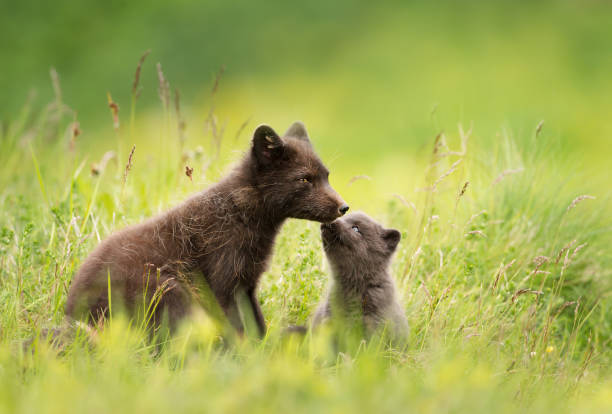 動物の親子の画像