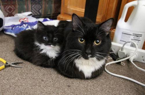 動物の親子の画像