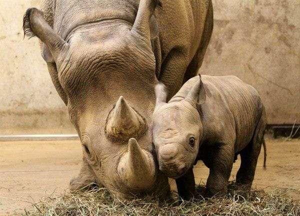 動物の親子の画像