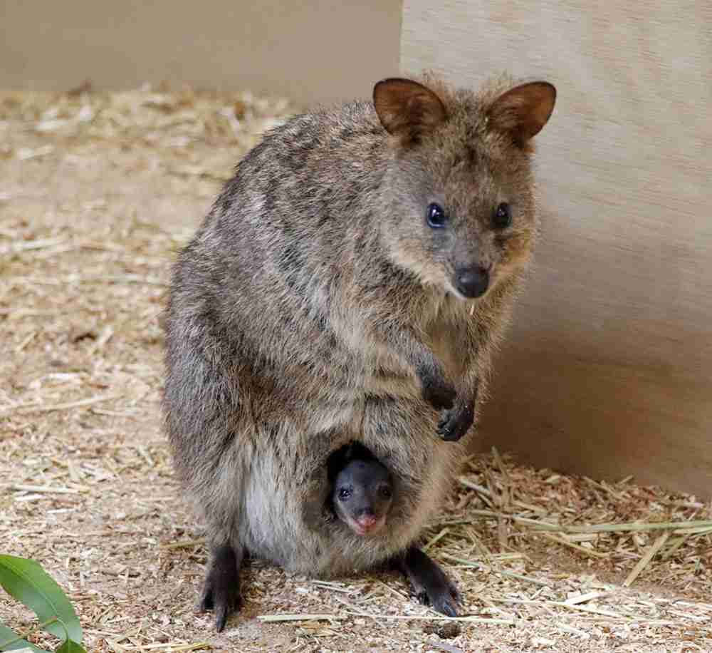 動物の親子の画像
