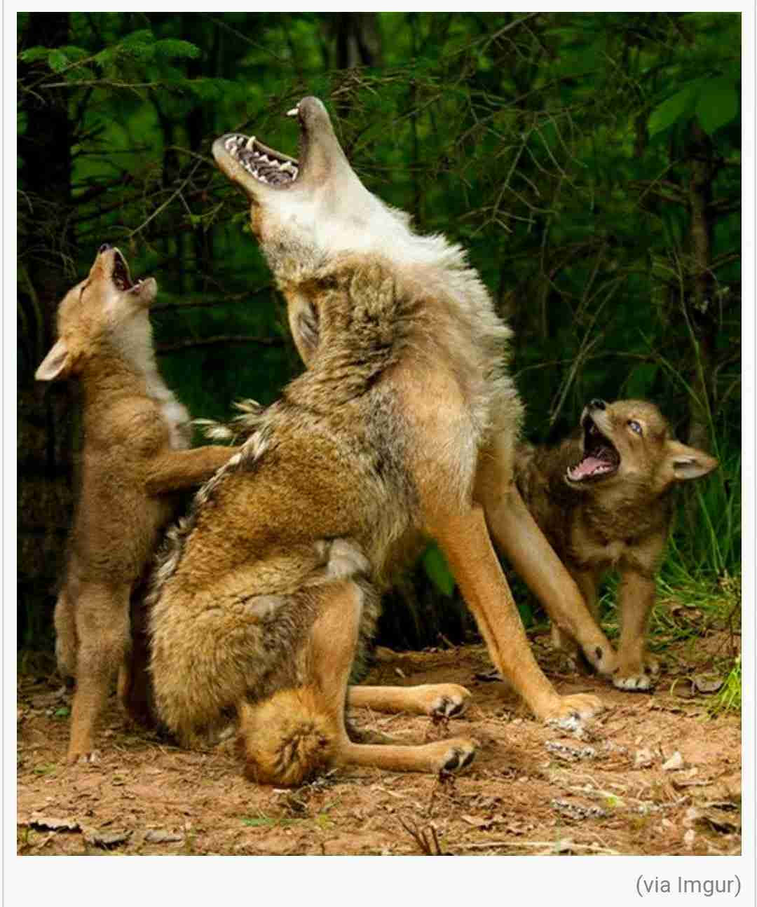 動物の親子の画像