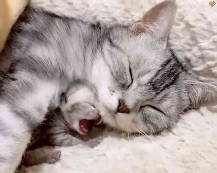 動物の親子の画像