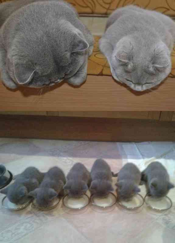 動物の親子の画像