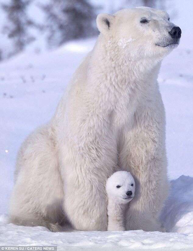 動物の親子の画像
