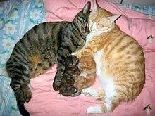 動物の親子の画像