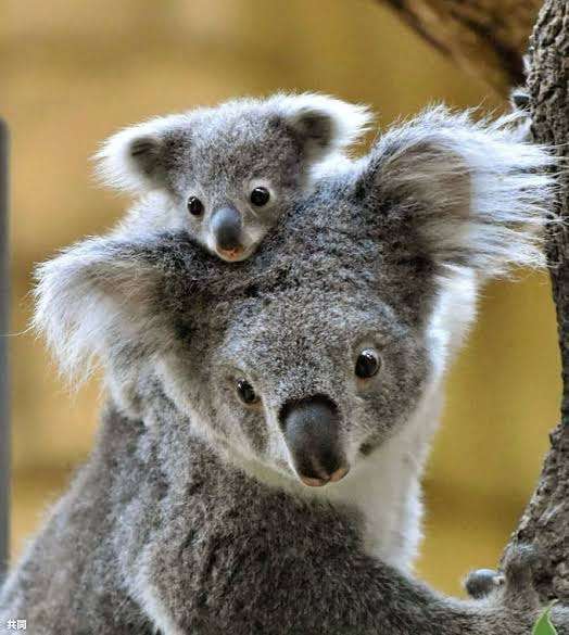動物の親子の画像