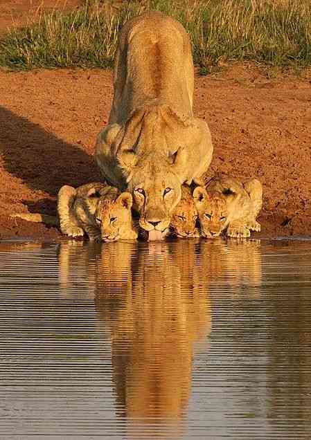 動物の親子の画像