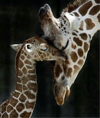 動物の親子の画像
