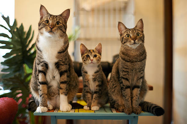 動物の親子の画像