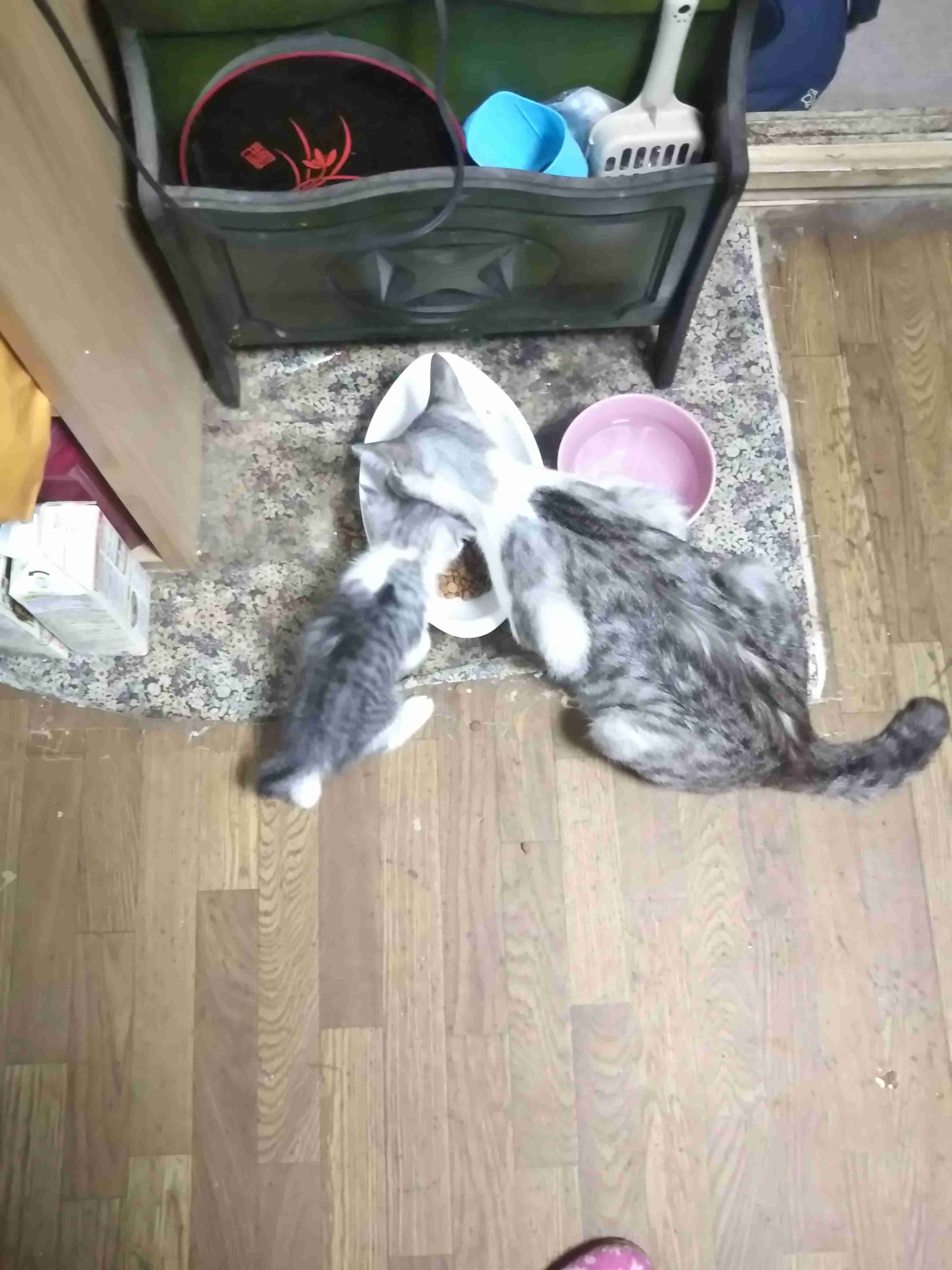 動物の親子の画像
