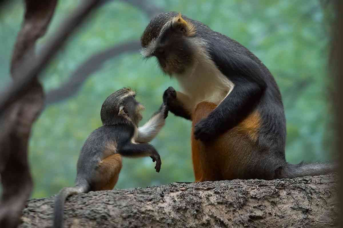 動物の親子の画像