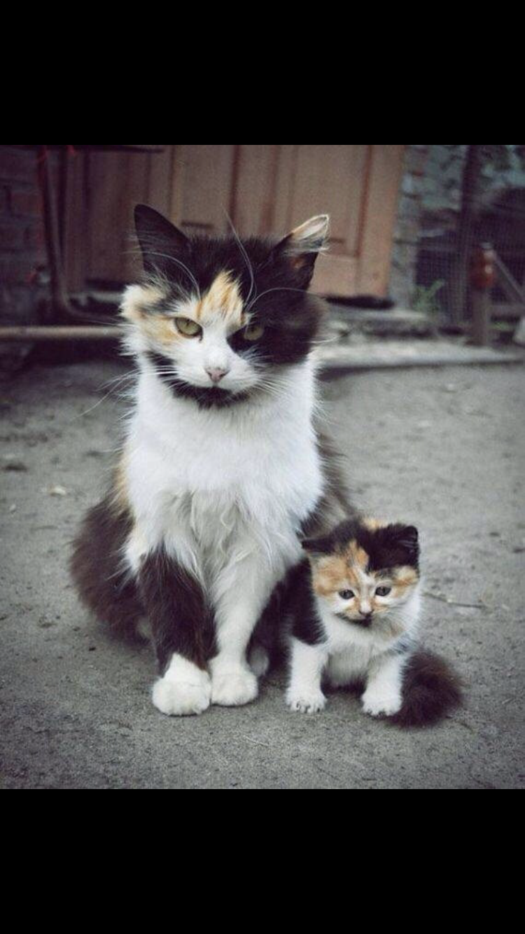 動物の親子の画像