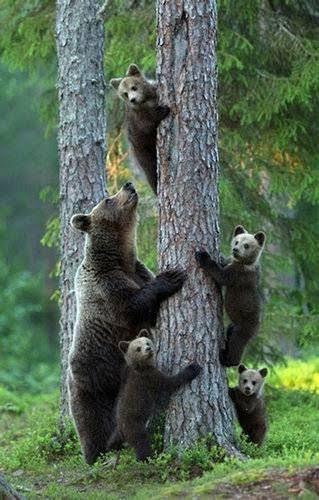 動物の親子の画像
