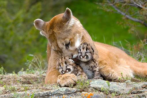 動物の親子の画像