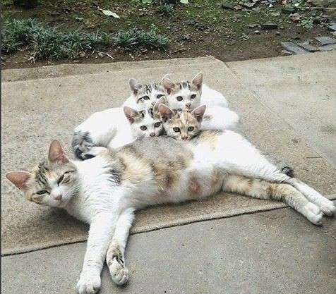 動物の親子の画像