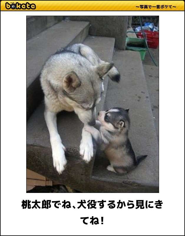 動物の親子の画像