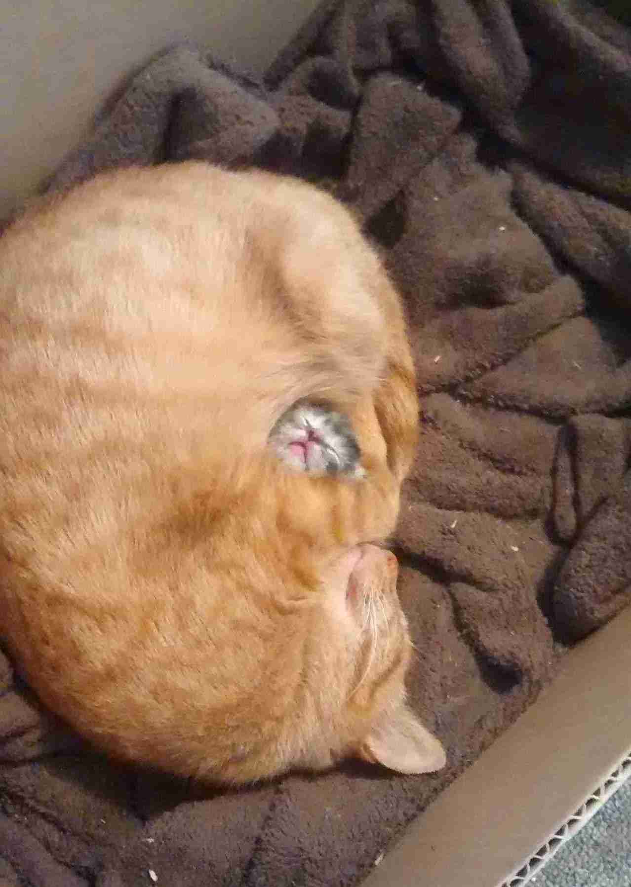 動物の親子の画像
