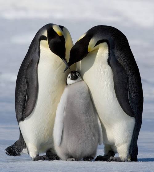 動物の親子の画像